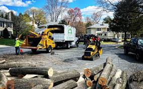 Best Storm Damage Tree Cleanup  in Union Beach, NJ
