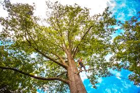Best Utility Line Clearance  in Union Beach, NJ