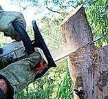  Union Beach, NJ Tree Removal Pros