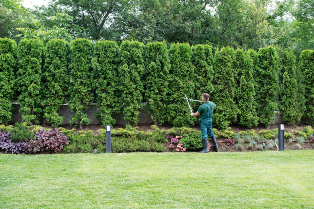 Best Hedge Trimming  in Union Beach, NJ