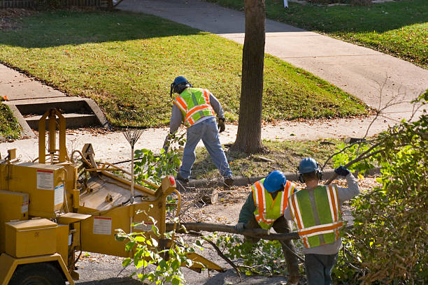 Best Fruit Tree Pruning  in Union Beach, NJ