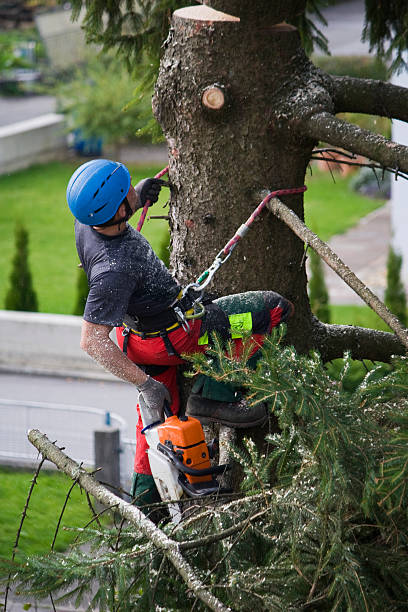 Best Tree Risk Assessment  in Union Beach, NJ