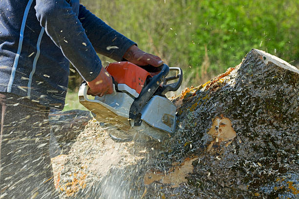 Best Tree Trimming and Pruning  in Union Beach, NJ